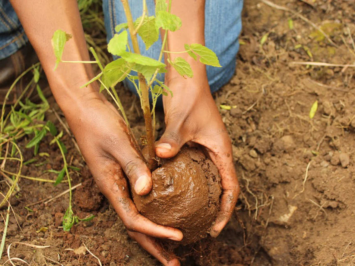 Plant-a-Tree Delivery